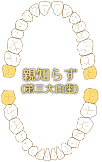 oyashirazu01